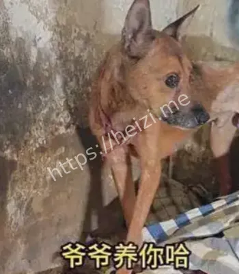 忠犬守候